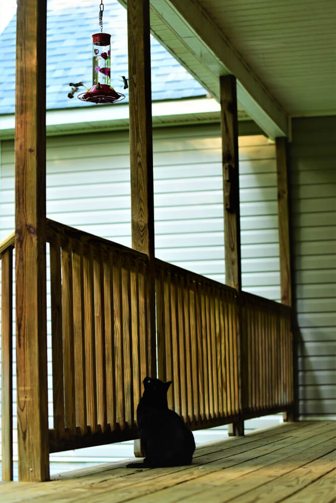 Black cat looking at visiting hummingbirds.