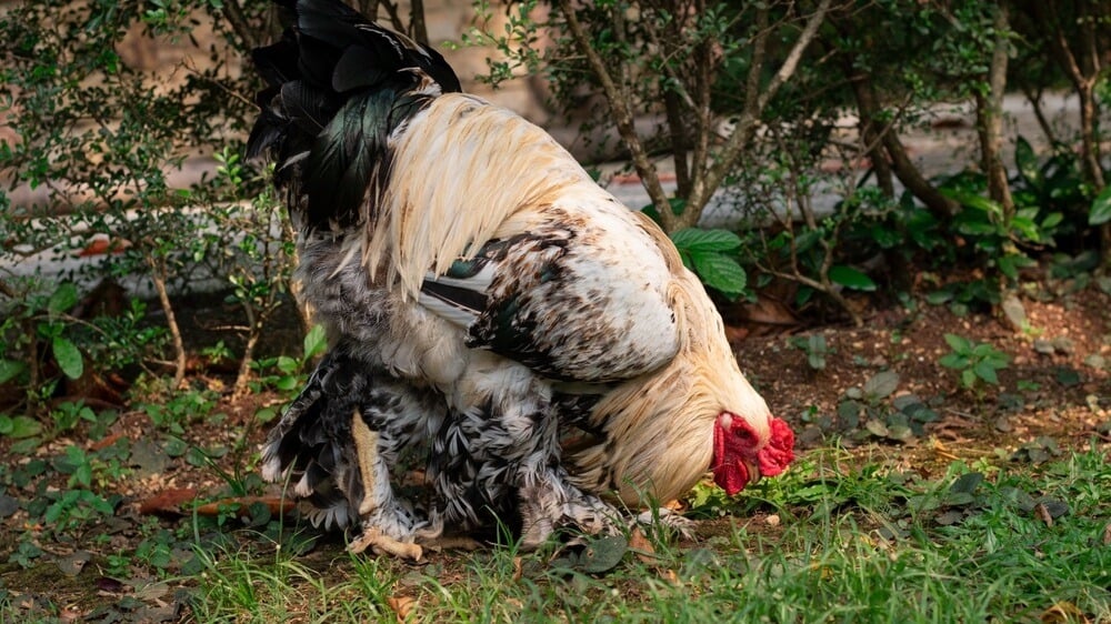 Massive Brahma chicken foraging in the backyard.