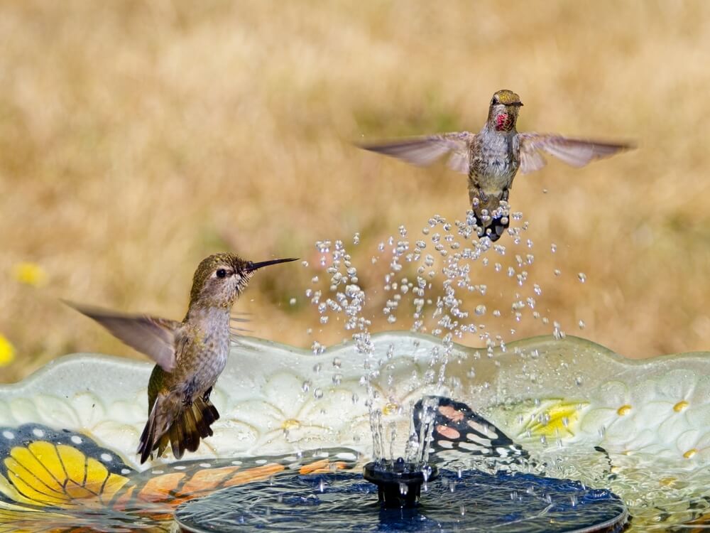 Two thirsty hummingbirds stopping by for a drink.