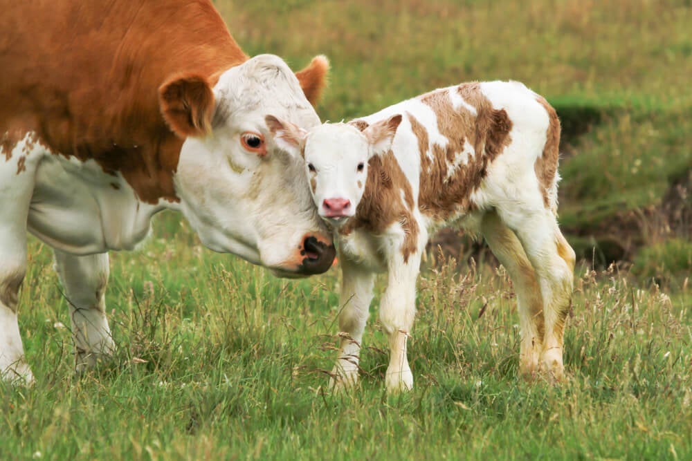 How Much Does a Cow Cost to Buy for Your Homestead? - Outdoor Happens ...