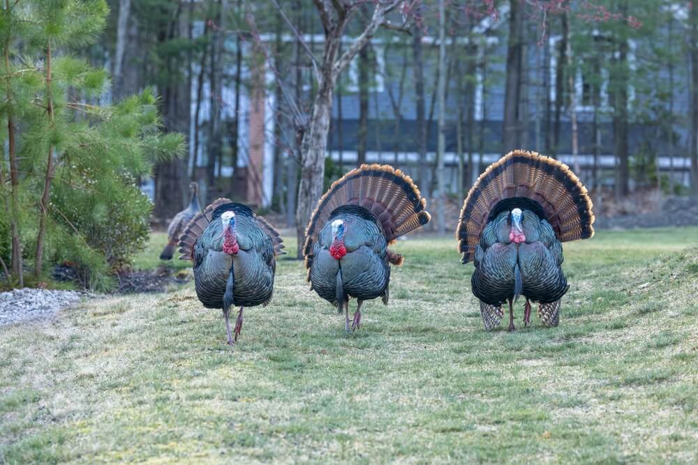 Three lovely turkeys foraging on a rural homestead farm.
