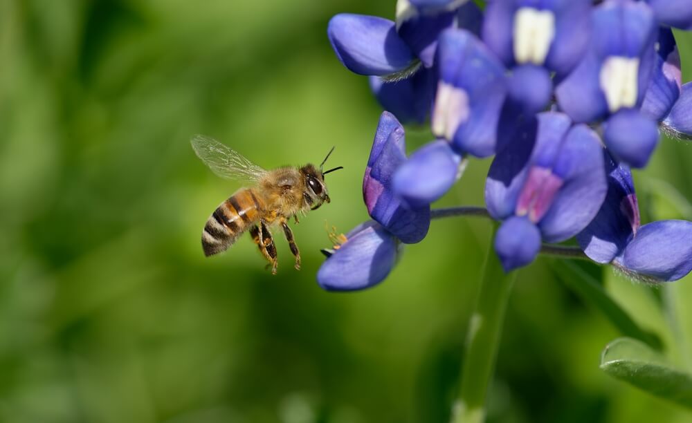 A lovely bluebonnet flower with a friendly bee pollinator.