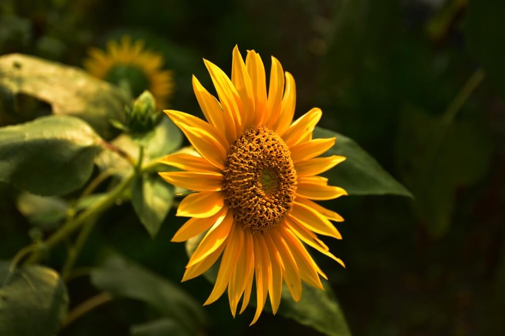 A lovely sunflower blooming and enjoying the sun.