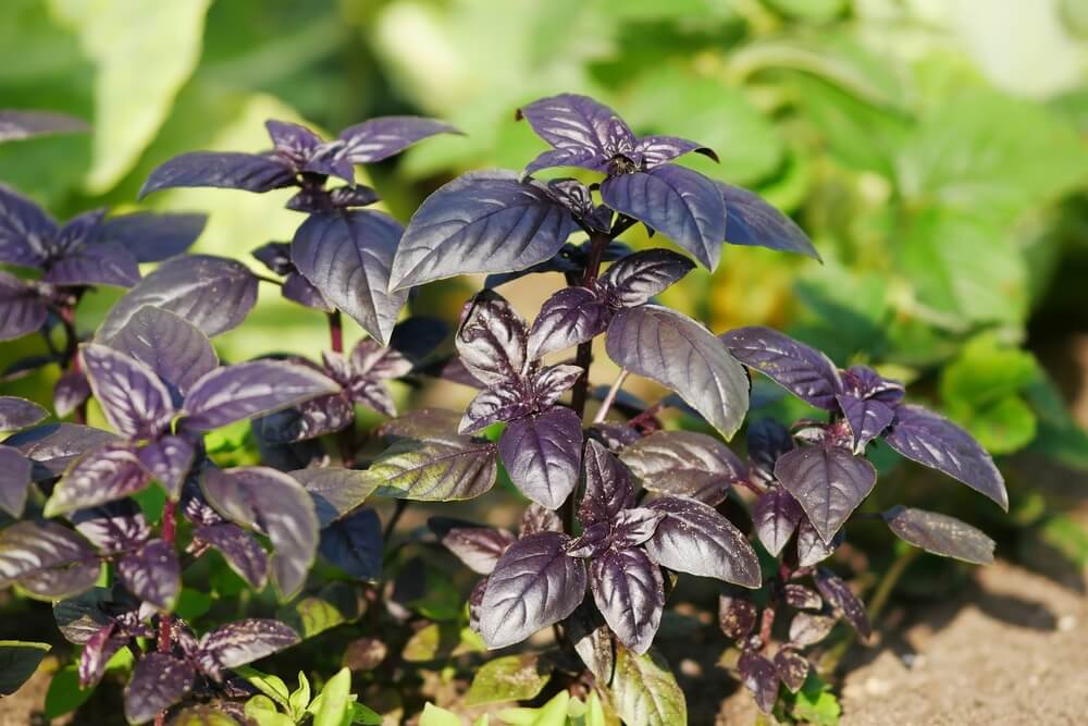Basil plants with lovely deep purple leaves growing in the garden.