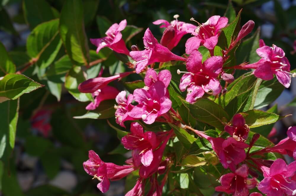 Beautiful pink weigela flowers blooming under the sun.