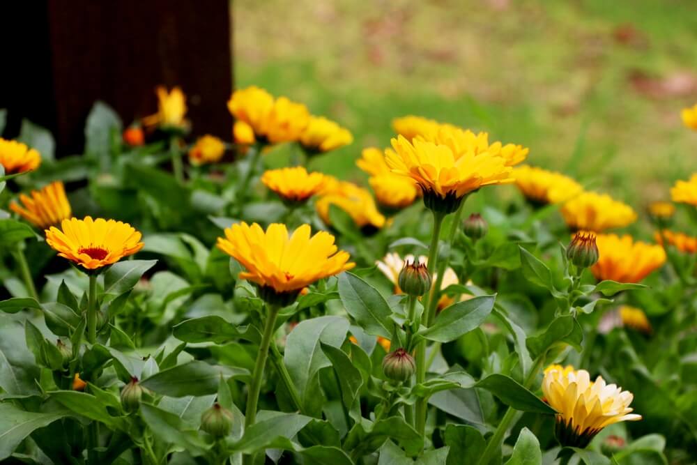 Beautiful yellow calendula flowers blooming in the garden.