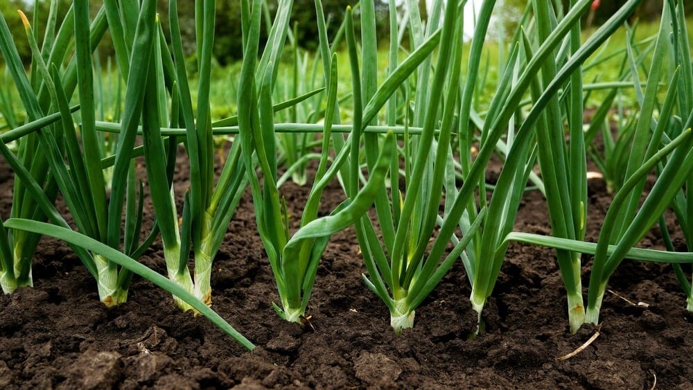 bright green onions growing in the organic backyard garden.