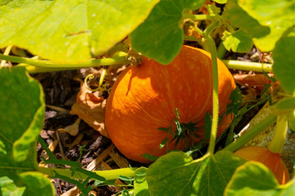 Bright orange pumpkin growing on a sunny day.
