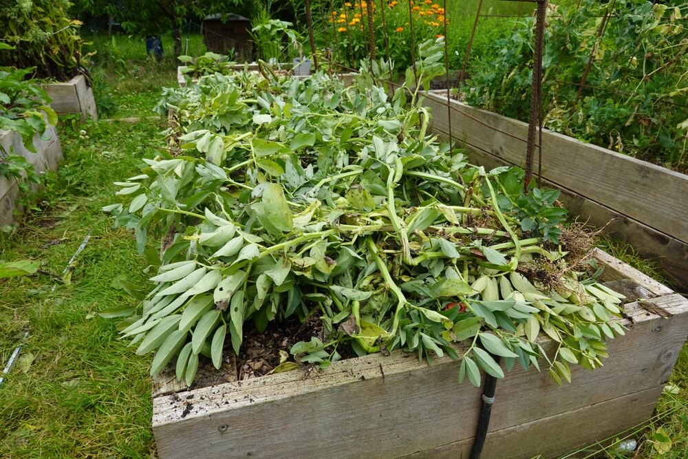Broad beans growing somewhat wildly in raised garden beds.