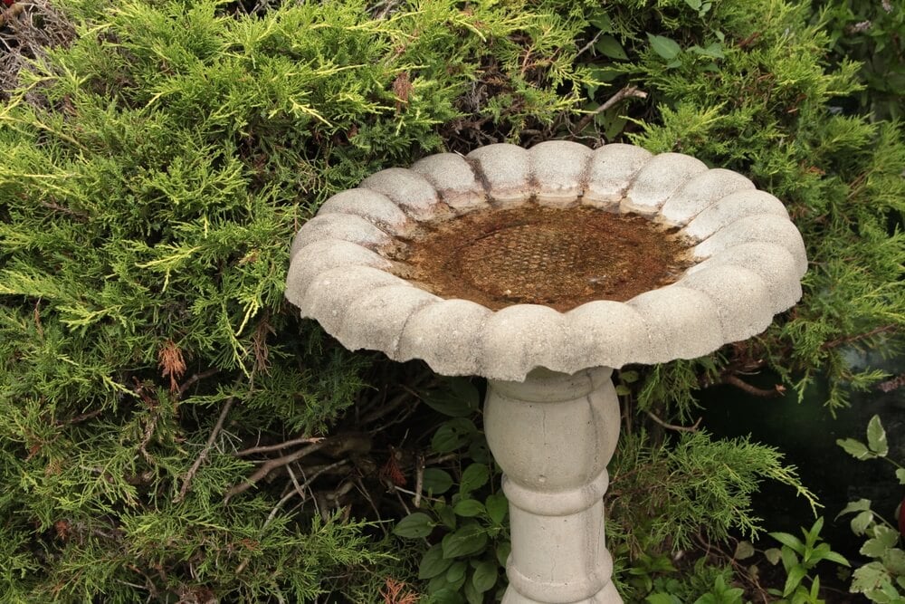 Cement birdbath in the backyard to help hydrate bees birds and other garden visitors.