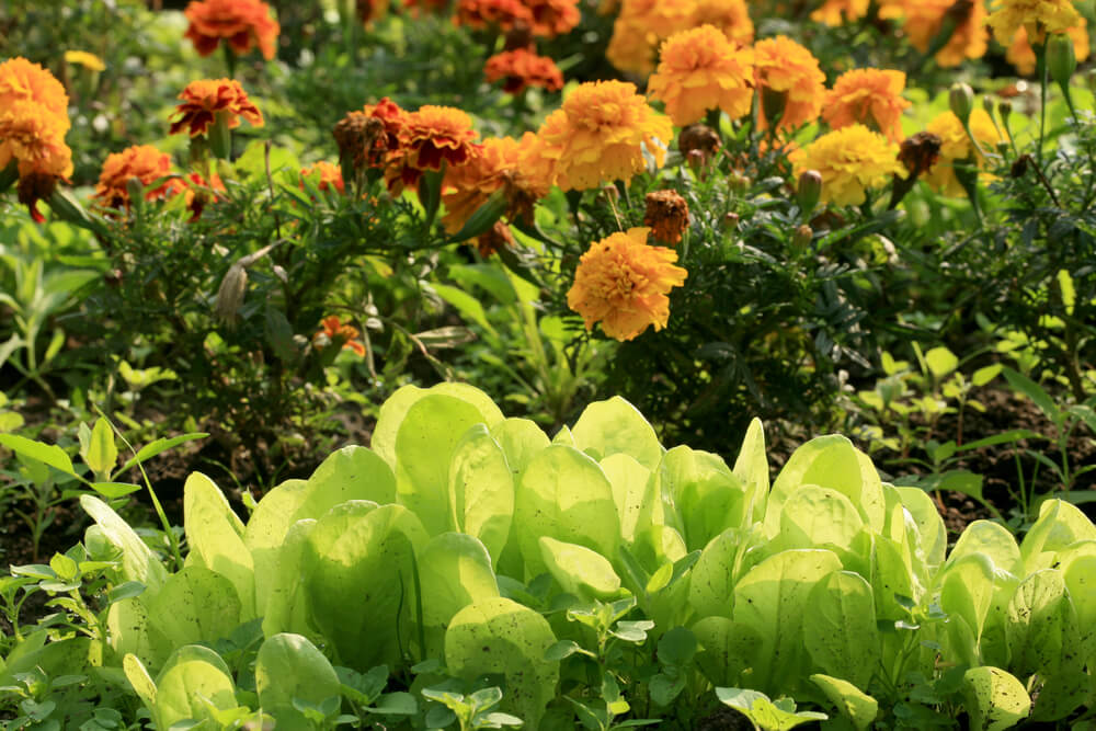 Chaotic garden flourishing with lettuce and lovely orange flowers.