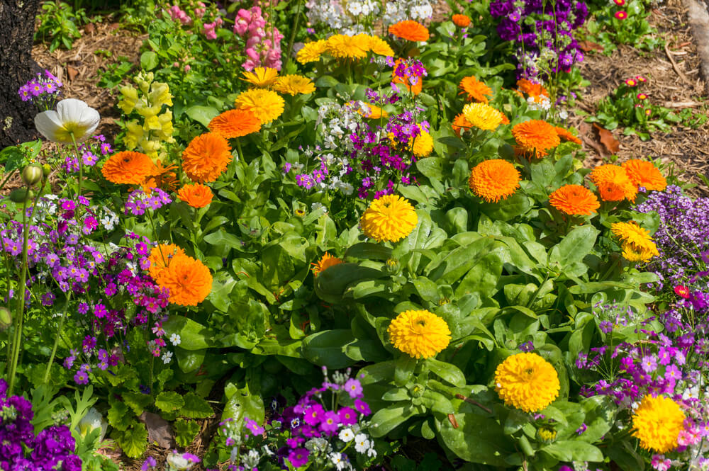 Colorful wildflowers growing randomly in the garden.