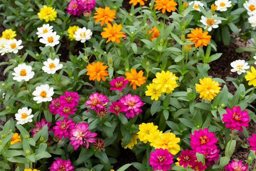 Colorful zinnia flowers growing in the garden.