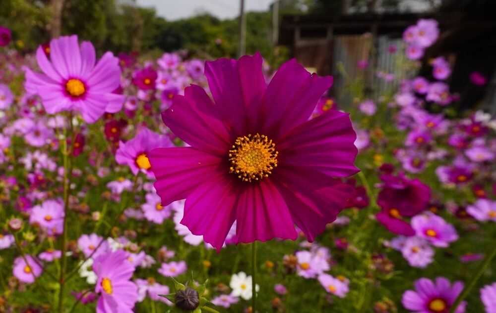 Epic pink cosmos flowers blooming with full vigor.
