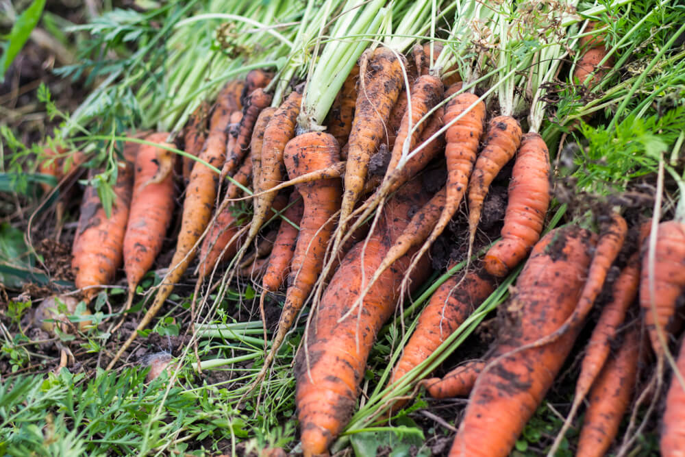 Fresh backyard carrots freshly harvested from the garden soil.