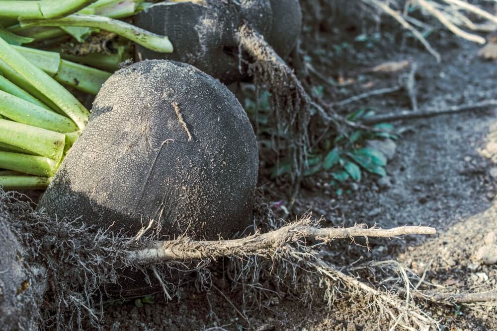 Fresh black radish harvested from the backyard garden.