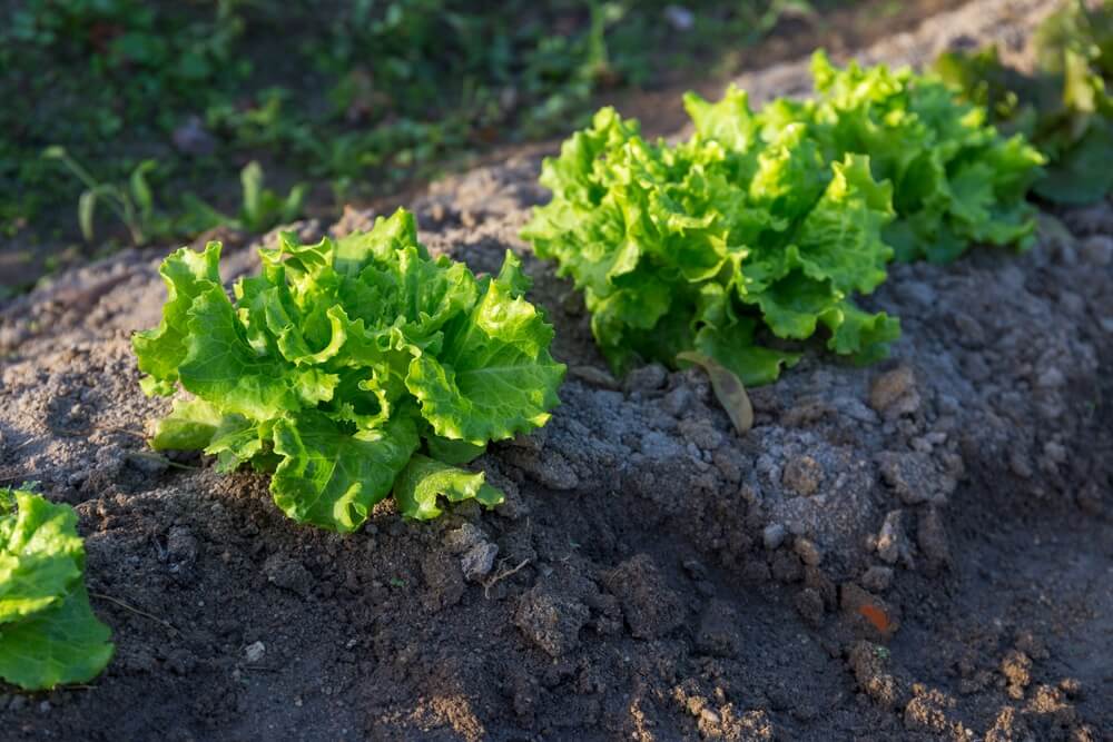 Fresh lettuce greens growing in the backyard garden.