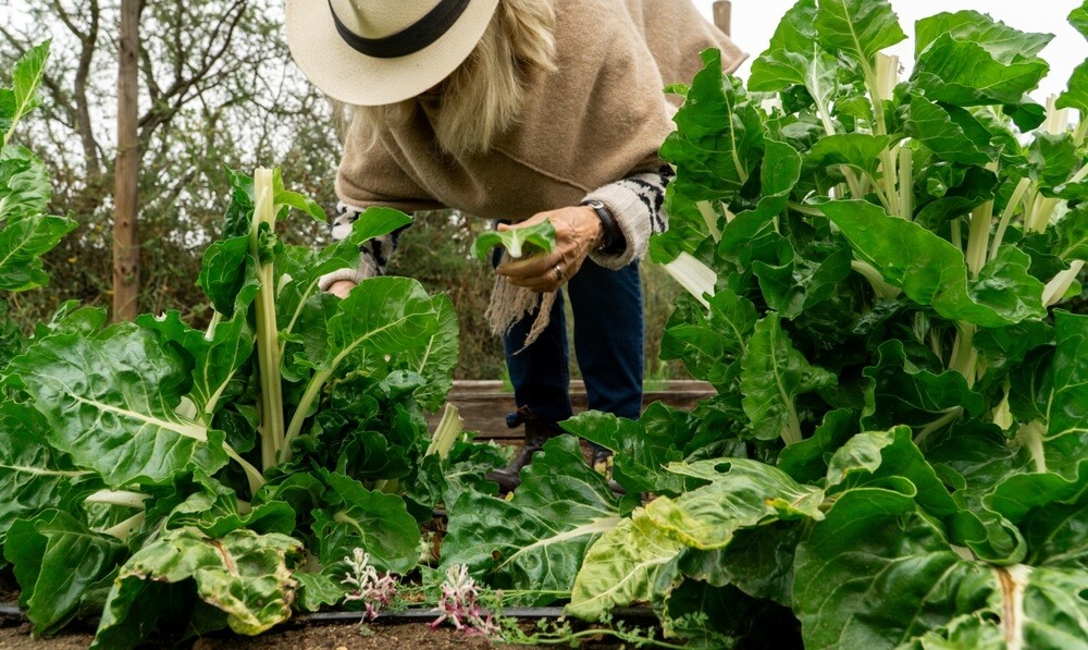Harvesting Swiss chard from the backyard garden.