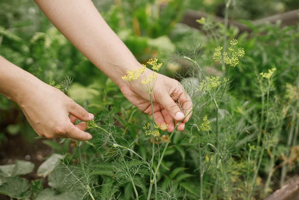 Harvesting yellow dill flowers from the backyard herb garden.