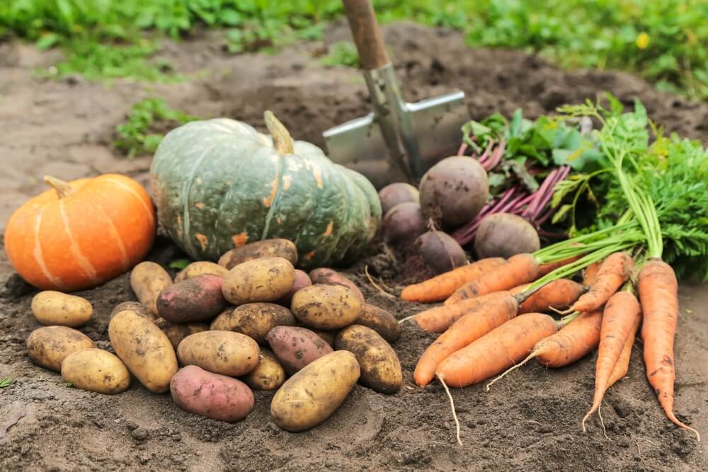 Harvesting yummy autumn vegetables including beets pumpkins and potatoes.