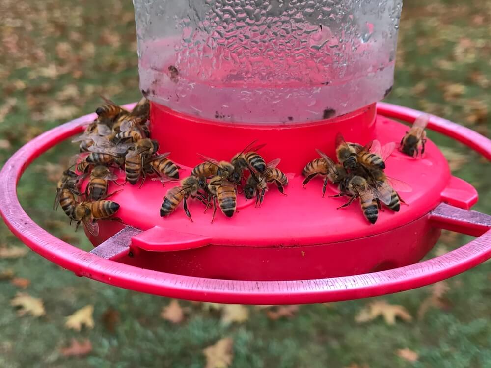 Honey bees swarming a backyard hummingbird feeder.
