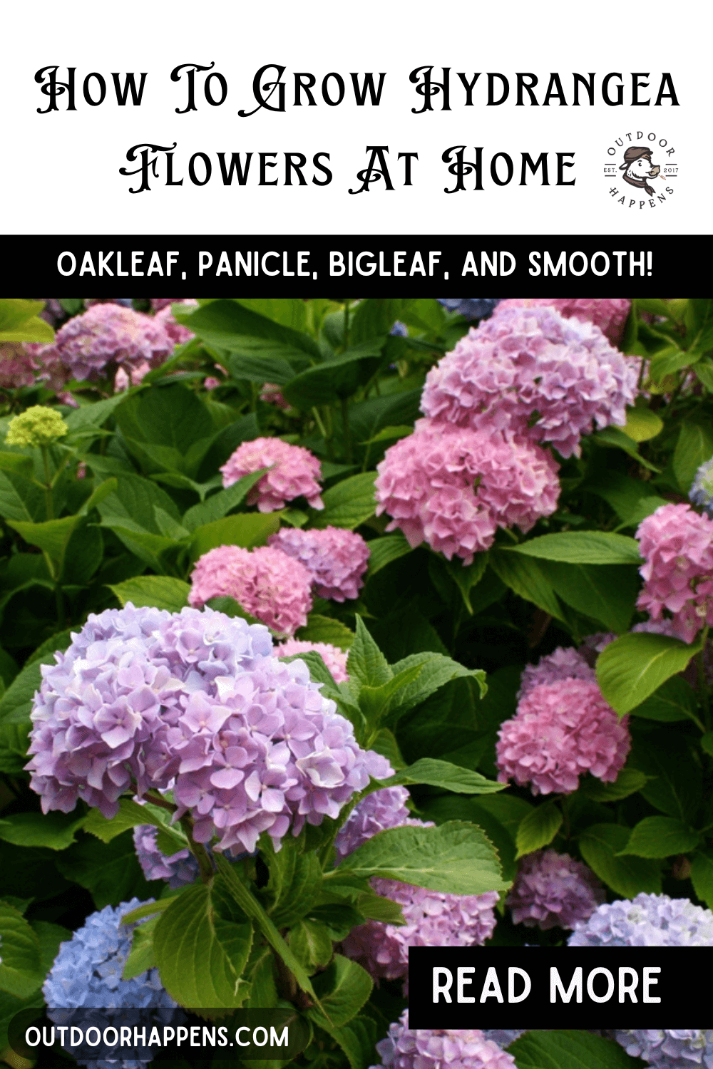 How To Grow Hydrangea Flowers At Home (Oakleaf, Panicle, Bigleaf, Or ...