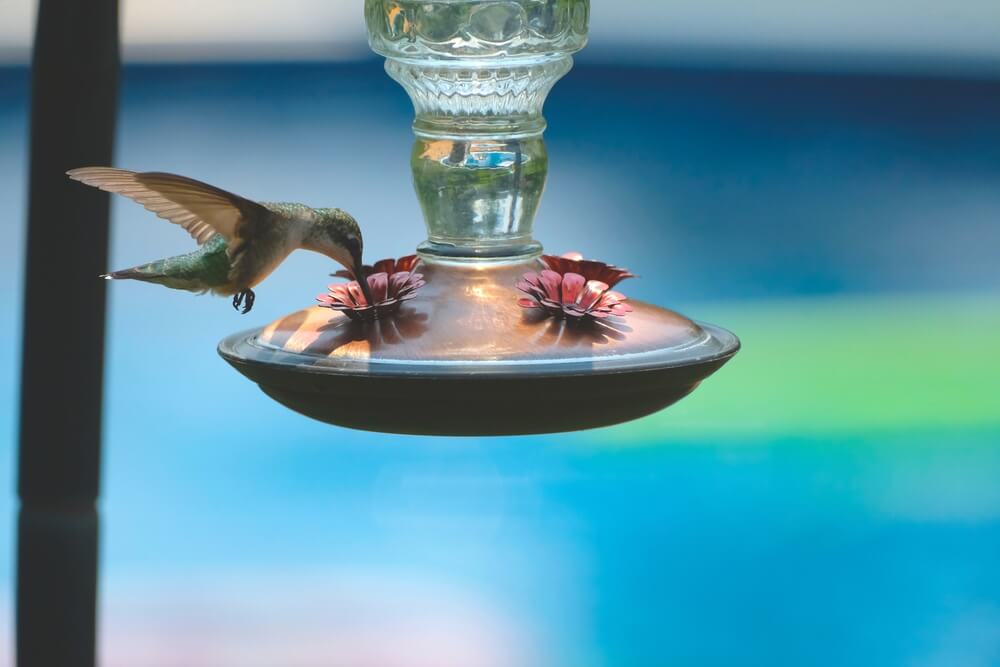 Lovely female hummingbird visiting a hummingbird feeder in a Tennessee backyard.