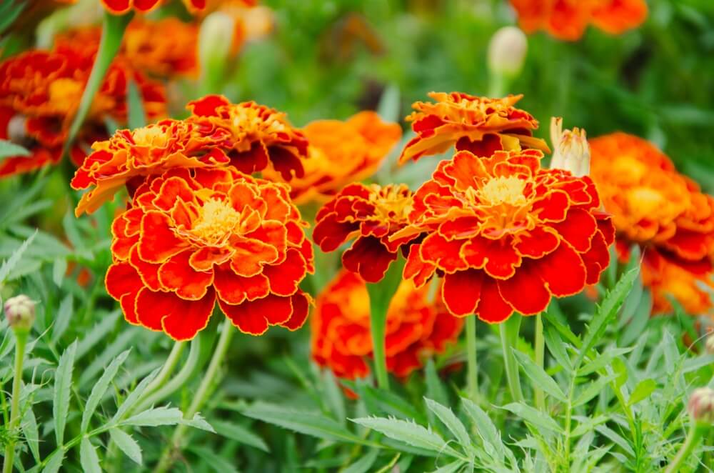 Lovely marigold flowers with bright orange blooms.