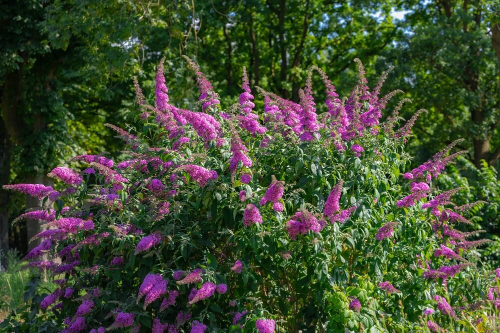 Lovely pink butterfly bush blooming with fluffy flowers.
