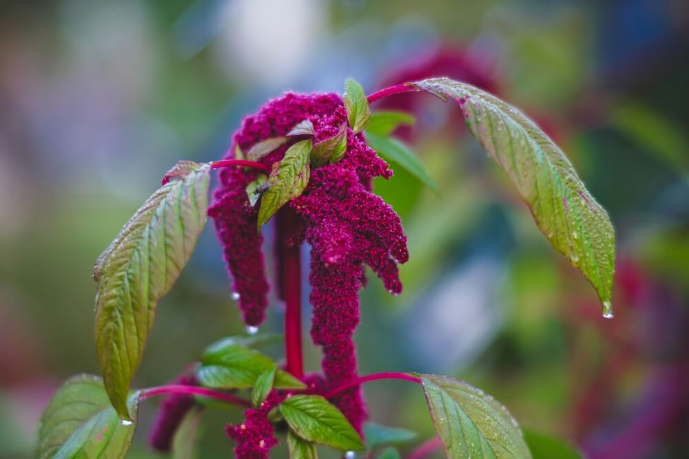 Lovely purple and green amaranth plant with fluffy flowers.