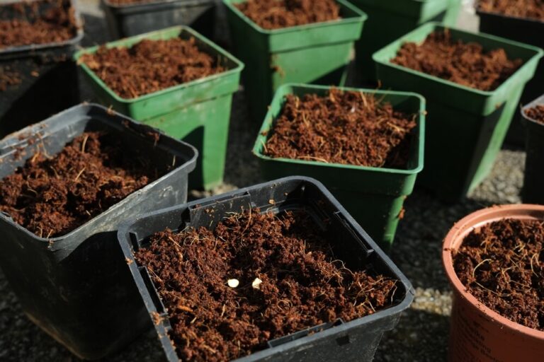 13 Best Potting Soil for Herbs and How to Start Growing - Outdoor ...