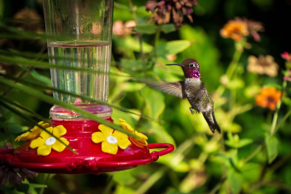 Male hummingbird visiting a backyard hummingbird feeder in Arizona.