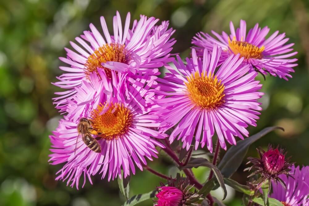 New England aster flowers blooming with beautiful pink florets.