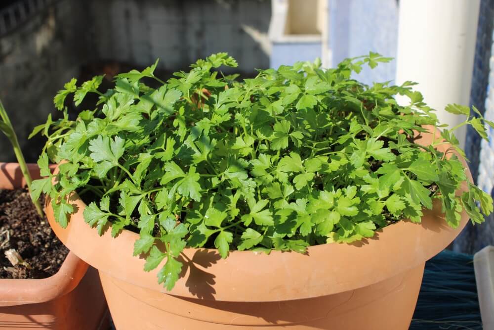 Organic parsley growing in a flower pot on a sunny day.