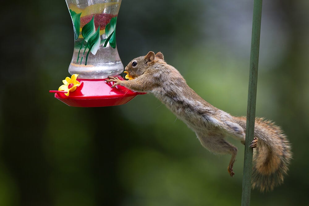 Thirsty red squirrel raiding the hummingbird feeder.