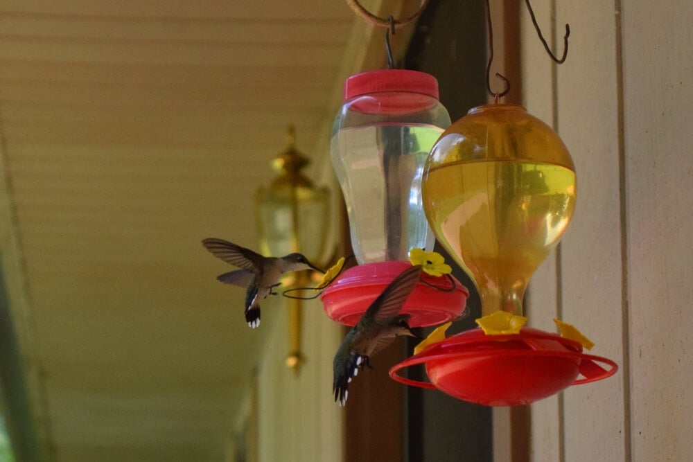 Two lovely hummingbirds visiting their feeder on a rural residential porch.