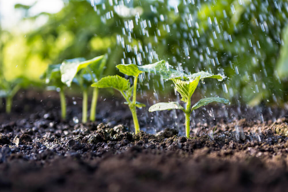 Watering some lovely cucumber plants in the backyard garden.