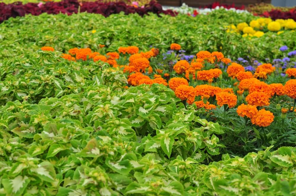 Wild and chaotic garden stuffed with green leafy crops and bright orange flowers.