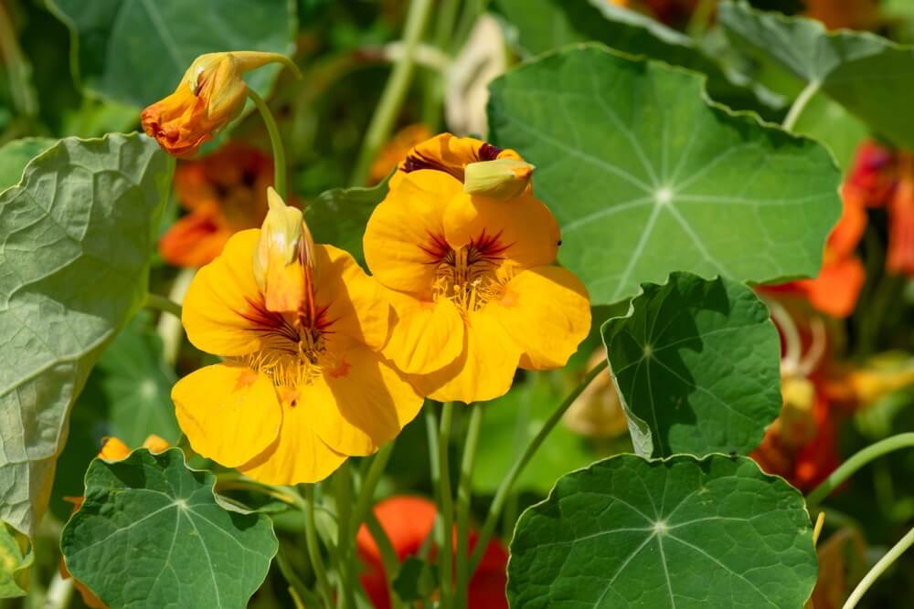 Yellow nasturtium flowers blooming on a lovely sunny day.