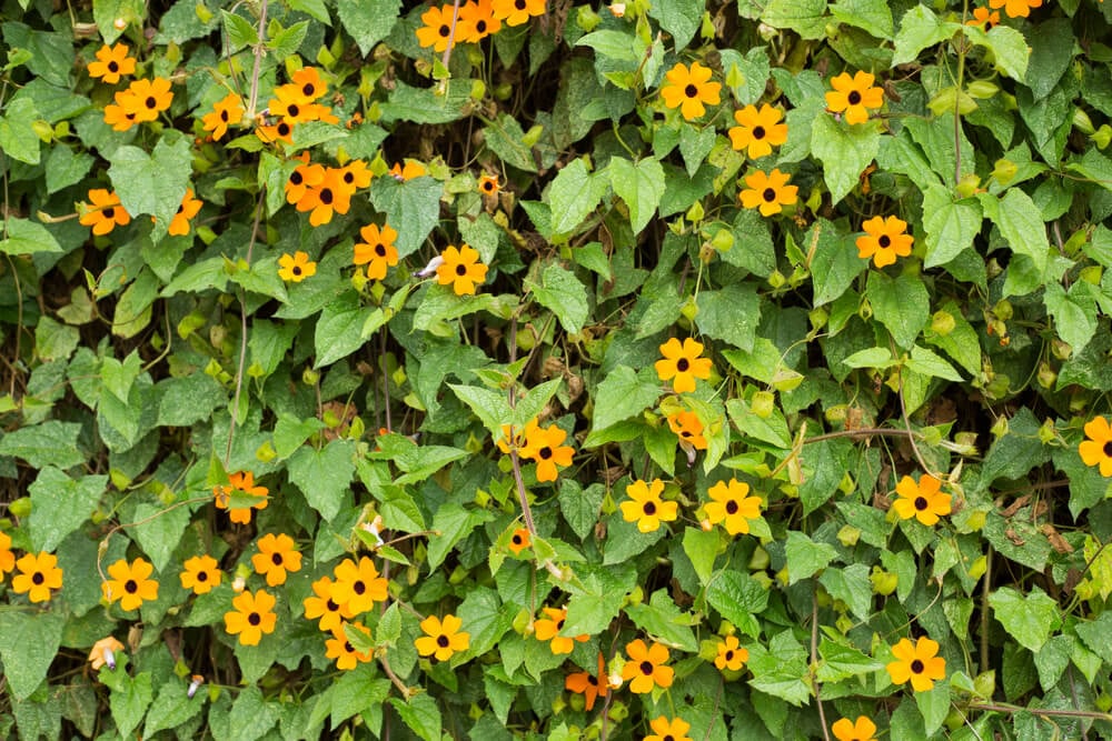 A lovely Black-Eyed Susan vine thriving along a backyard fence.