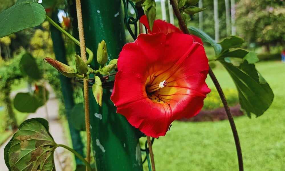 A lovely cardinal climber vine with a bright red flower blooming and climbing a fence.