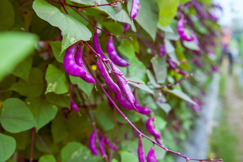 A lovely hyacinth bean vine growing with striking purple beans.