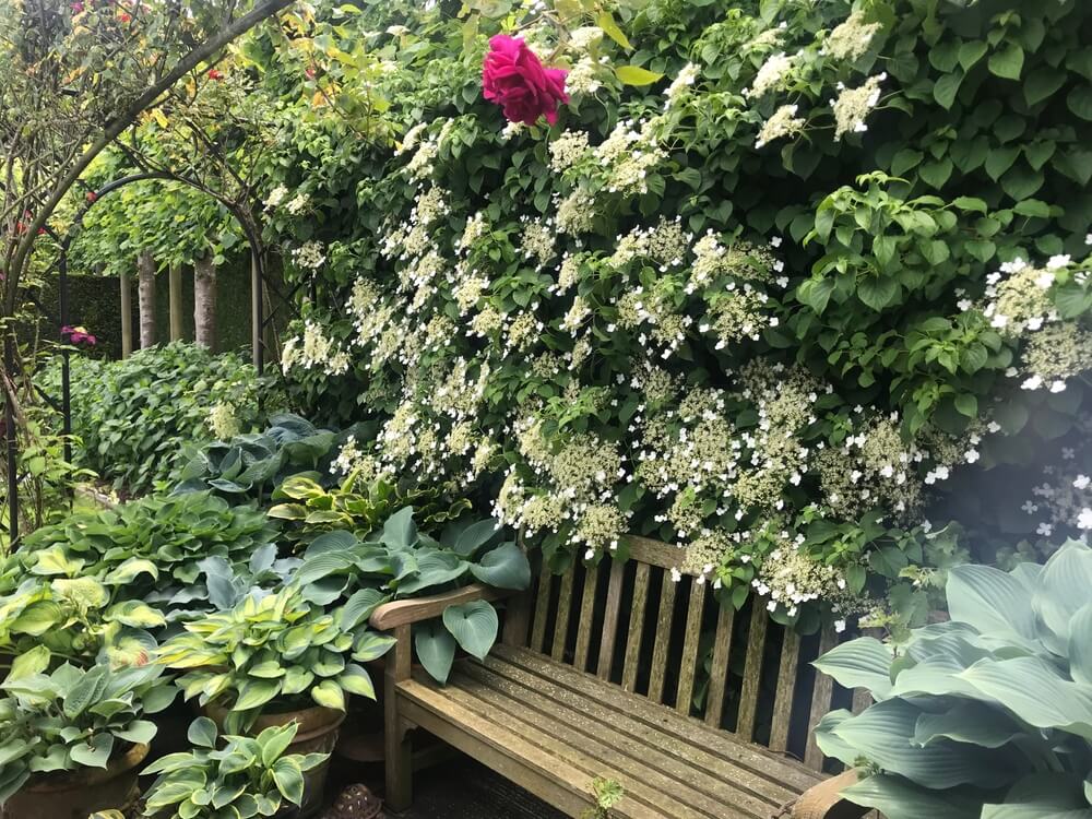 A rustic backyard garden with legendary climbing hydrangea flowers flourishing.