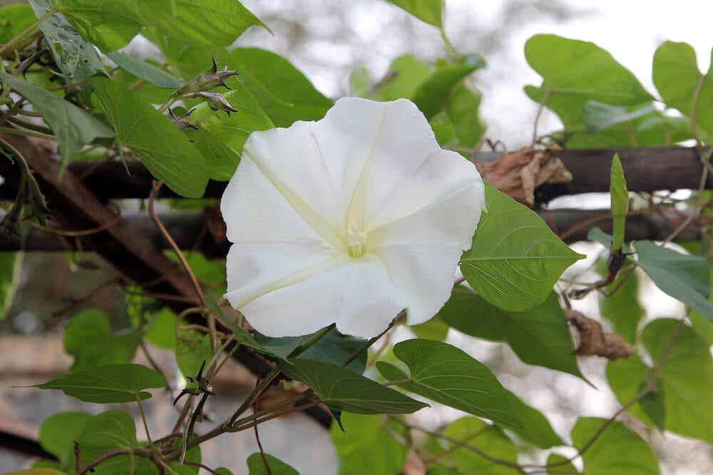 An epic moonflower vine with lovely white flowers growing on a fence.