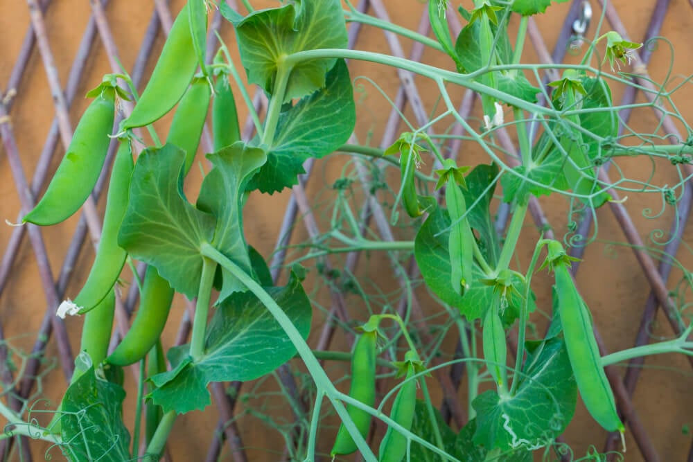 Delicious sweet pea vine growing on a garden trellis.