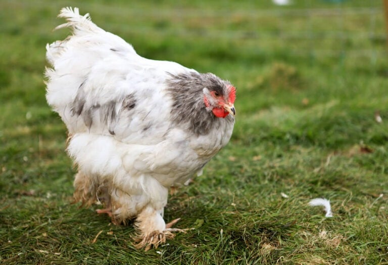 Epic cochin chicken with kingly feathered feet.