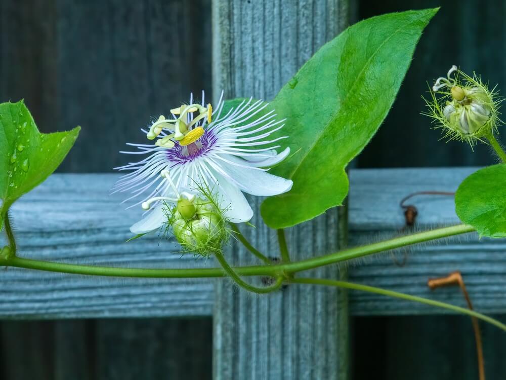Epic passionflower growing in a lovely floridian garden.