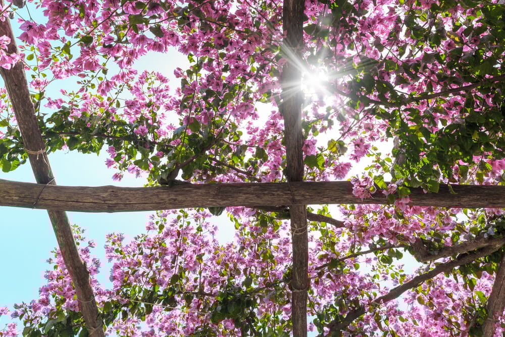 Epic pergola with bougainvillea vines growing on a beautiful sunny day.