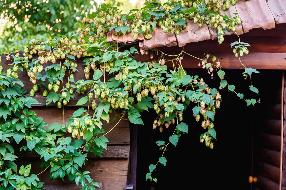 Green hop vines growing on an old barn roof.