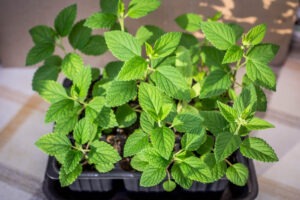 How To Grow Catnip In Your Backyard - From Seed To Harvest! - Outdoor ...